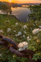 Roses and old chain. / ***
