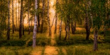 &quot;Morning in birch grove-2&quot; / ***