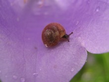 Snail / ***