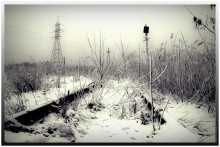 all overgrown kamyshem / ***