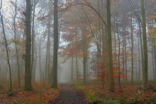 Foggy forest. / ***