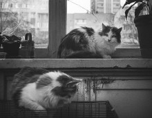 Cat photo / ***