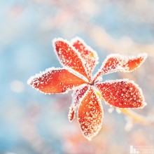 flower frost / ***