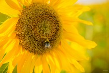 Sunflower and bee / ***