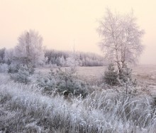 Morning frost / ***