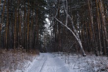 Through the pines. / ***