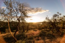 Olive Plantation / ***