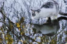 Caught a fish big and small ... / ***