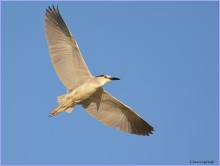 Heron. / ***