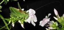 Grasshopper / ***