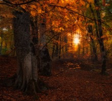 Tales of an autumn forest ... / ...