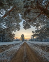 Road and pines. / ***