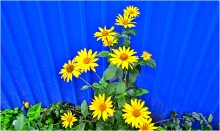 Yellow flowers of autumn / ***