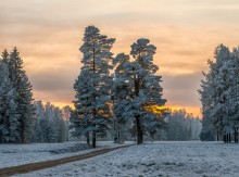 Pine trees at sunset. / ***