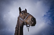 Curious horses / ***