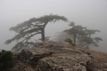 Pine trees and fog ... / ***