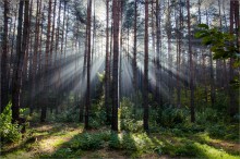 Through the mist / ***