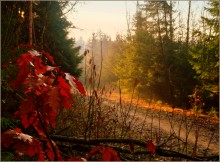 on forest roads / ***