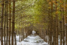 Vertical forest / ***