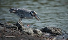 Yellow-crowned Night Heron / #Nyctanassa violacea #Yellow-crowned Night Heron #bird