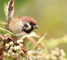 Portrait of a tree sparrow / ***