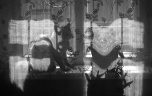 &quot;Navel shadow on the fence&quot; / ***