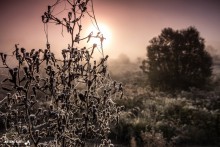 Morning dew and hoarfrost / ***