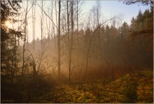 on forest roads 2 / ***