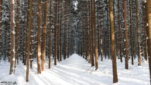 Winter Forest / ***