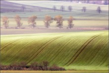 Hills carpeted ... / ***