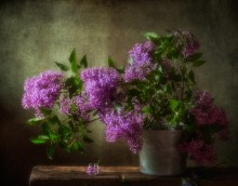 Persian lilac ... / ...