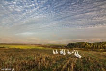 Geese on walk / ***