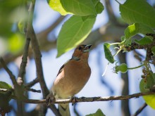 Finch, singing in the crown of the apple on the last day of spring / ***