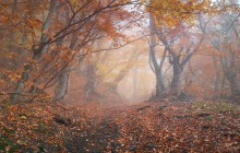 Mists of autumn / ***