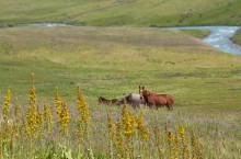 In the valley of the Western Karakol / ***