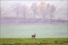 In the morning, in the fields of Moravia / ***