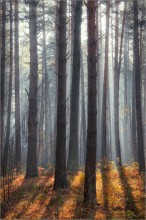 In the autumn the ranks / ***