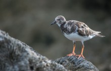 Ruddy turnstone / Ruddy turnstone