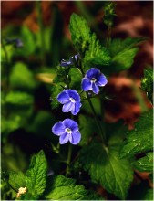 Summer flowers / ***