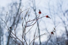 Rosehip! / ***