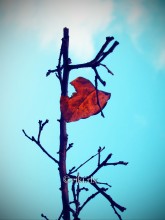 leaf in January against the sky / ***