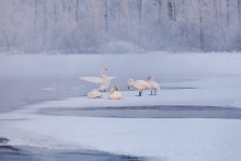 Frosty morning on the Swan / ***