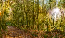 Enchanted Forest. / ***