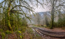 Winter forest in Abkhazia. / ***