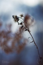 Winter bouquet / ***