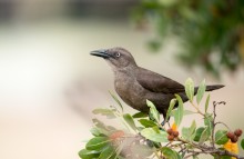 Boat-tailed Grackle female / The boat-tailed grackle (Quiscalus major)