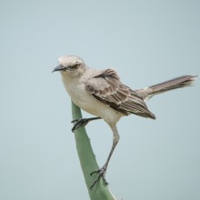 The Tropical Mockingbird / The Tropical Mockingbird