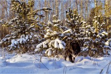 Almost wolf / ***