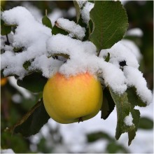 Once again about apples in the snow / ***