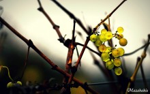 Grapes / ***